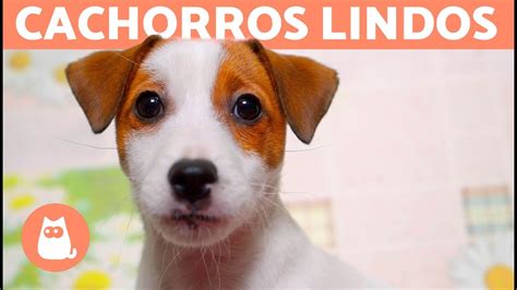 xvideos cachorro|Mais de 400 vídeos grátis em HD e 4K de Cachorros e Animal.